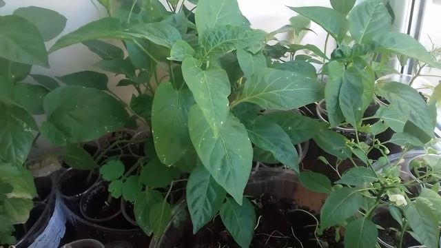 Перец . Почему опадают завязи у перца ?! смотреть онлайн