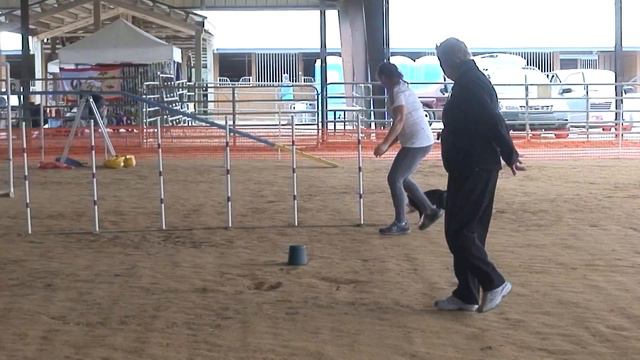 Sheeva AKC Novice B Agility Standard смотреть онлайн