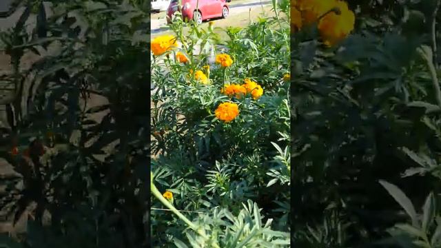 How to Plant Marigold in my Frontyard | ปลูก ดอกดาวเรือง смотреть онлайн