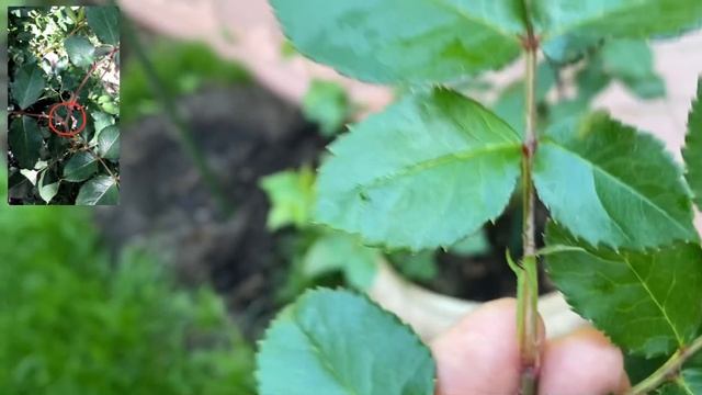 СЛЕПЫЕ ПОБЕГИ РОЗ. СРОЧНАЯ ОБРАБОТКА РОЗ ОТ ВРЕДИТЕЛЕЙ. ПОДПИШИСЬ И ВСЁ БУДЕШЬ ЗНАТЬ. смотреть онлайн