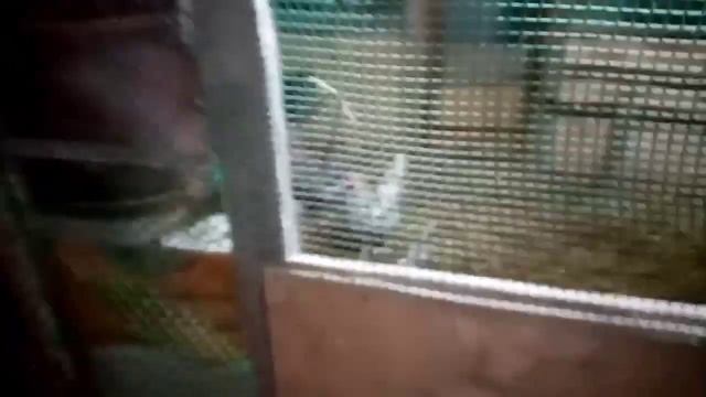 У нас потери. Ведём статистику яйценоскости!!! смотреть онлайн