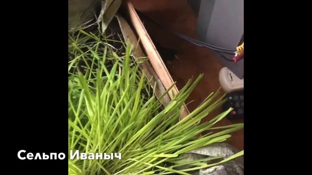 Овес смотреть онлайн