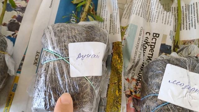 Обзор посылки от коллекционера флоксов смотреть онлайн