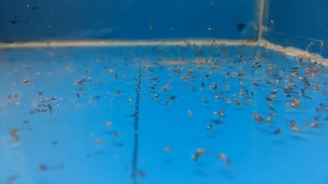 Скалярия "Зелёный Ангел" смотреть онлайн