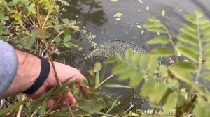 Рыбалка Теплый канал новочеркасск. Октябрь 2023