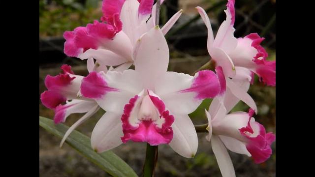 Amazon 01 (flowers). смотреть онлайн
