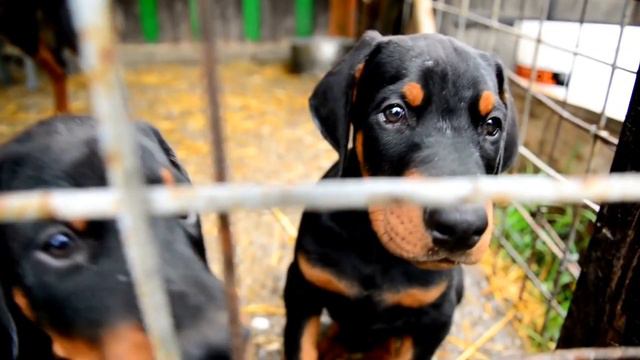 The Lifespan Of A Doberman Pinscher-How Long Will Your Furry Friend Live? смотреть онлайн