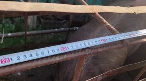 вес свиней плюс замер по таблице