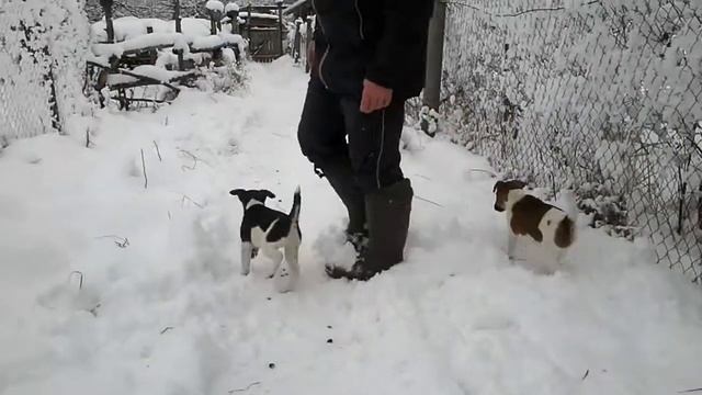 Фокстерьер гладкошерстный щенки смотреть онлайн