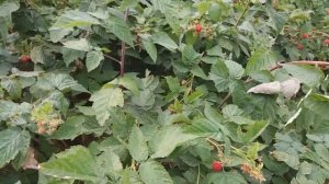 Малина "Шапка Мономаха". Честный обзор.