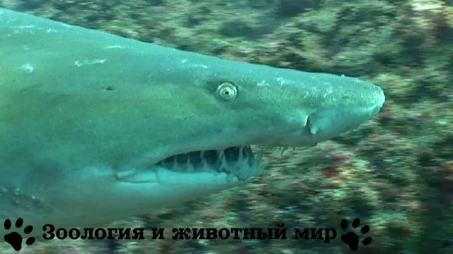 Акулы смотреть онлайн