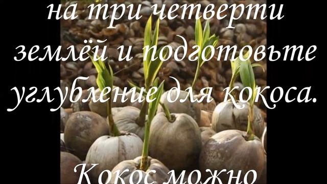 КОКОС выращивание в домашних условиях смотреть онлайн