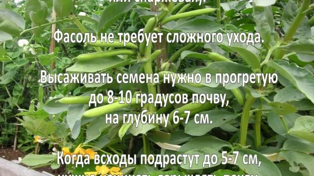 Выращивание фасоли. Как вырастить фасоль? смотреть онлайн