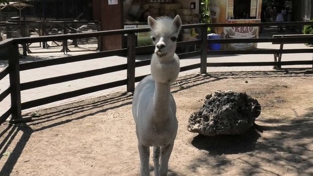 Гуси, Гуси? - Га, Га, Га) У Альпак новые причёски! Geese, Geese? - Ga)) Alpacas have new hairstyles смотреть онлайн