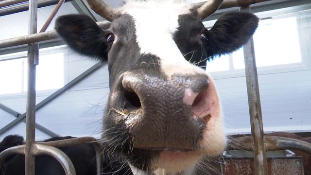 Семья Зариповых переехала в деревню Мамадышского района и за год стала успешной в агробизнесе смотреть онлайн