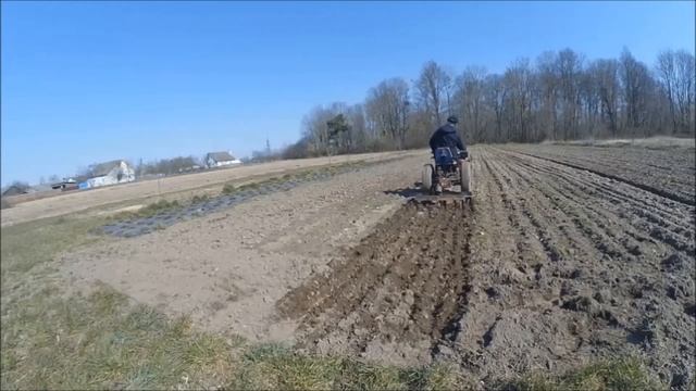 Мои собачки. смотреть онлайн