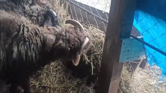 Барашки смотреть онлайн