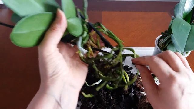 НОВЫЕ ОРХИДЕИ VIENNA И BASEL. ОБЕ ОРХИДЕИ МИНИ. смотреть онлайн