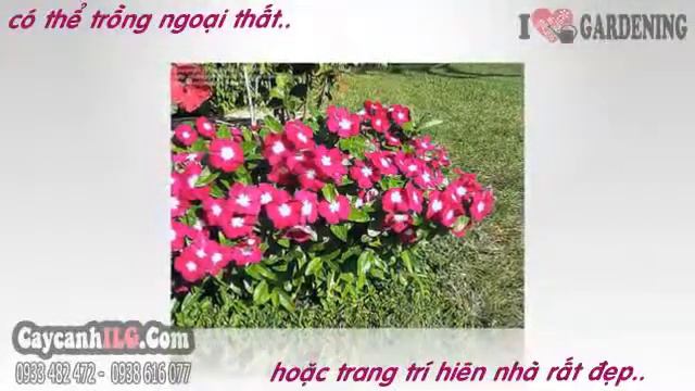Cây Hoa Hải Đằng Thái Lan смотреть онлайн