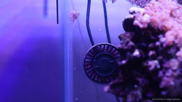 Море 30л: аквариум без фильтра? Перезапустила мини-море. смотреть онлайн