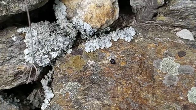 ?Medicinal STONE FLOWER ?( have a look to know about it)??Benefits are in Discreption Box?? смотреть онлайн