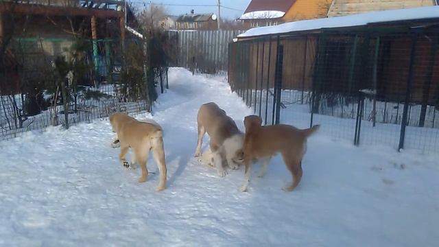 VID 20160224 151826 смотреть онлайн