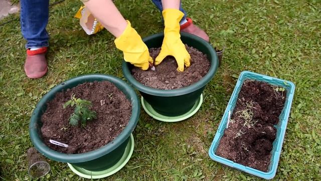 Томаты в горшках смотреть онлайн
