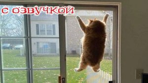 Приколы с котами! Самые смешные животные! С ОЗВУЧКОЙ! УГАРНЫЕ Смешные коты! Попробуй не засмеяться)