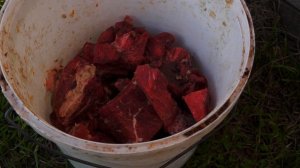 ЛУЧШИЙ корм для собак! Кормление гончих собак сырым мясом. Щенки русской пегой гончей.