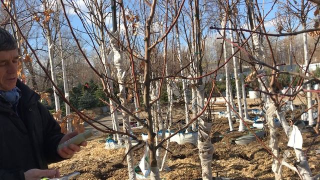 Обрезка плодовых деревьев весной! смотреть онлайн