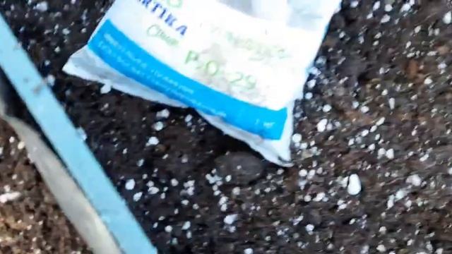 РАЗМНОЖЕНИЕ МАЛИНЫ КОРНЯМИ