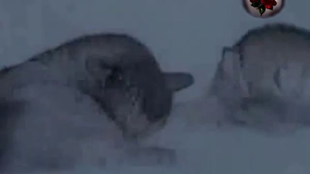 Андрей Никольский. Волчица._xvid.avi смотреть онлайн