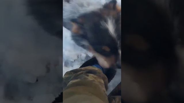 Новое видео на канале #коровы #бездеревнинемогу #деревня #козы смотреть онлайн