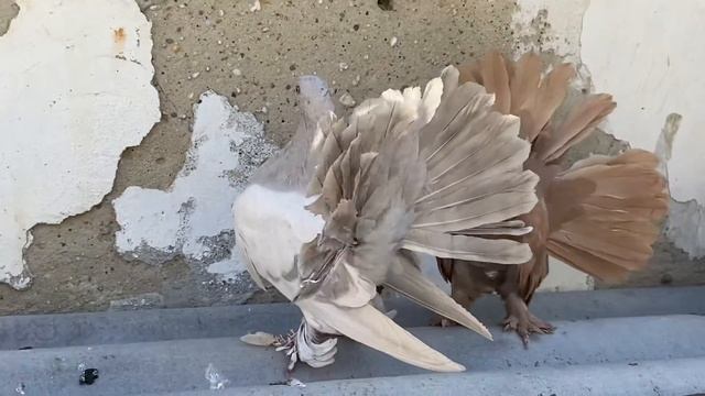 Голуби павлины. Индийские павлины 2020. Indian Fantail Pigeon