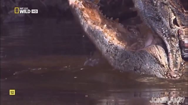 LA ANACONDA REINA DE LAS SERPIENTES , DOCUMENTAL смотреть онлайн