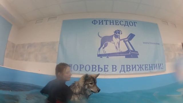 Хаски плавает в бассейне. Хагрид знакомится с водой) смотреть онлайн