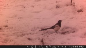 Обзор бюджетной китайской фотоловушки. Что удалось на неё снять.