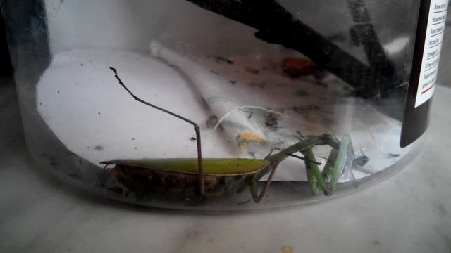 Богомол смотреть онлайн