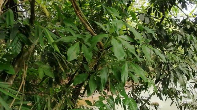 Air purifier Arrowhead vine or syngonium podophyllum смотреть онлайн