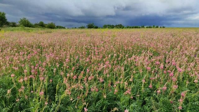 Цветущее поле Эспарцета и не только. Естественные звуки. смотреть онлайн