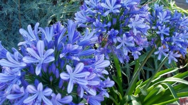 Агапантус (Agapanthus)