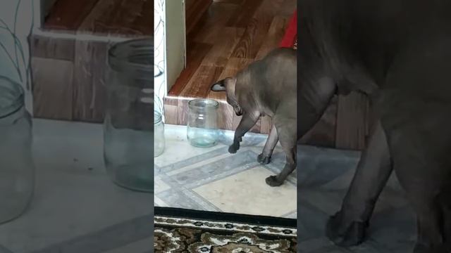 Сфинкс Космос ,Охота на паучка смотреть онлайн