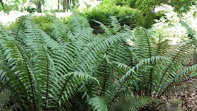 Dryopteris wallichiana смотреть онлайн