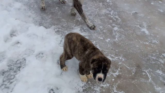 alabai dog 20#alabai#puppies young in winter 2022 смотреть онлайн