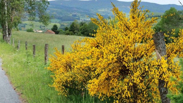 How To Grow Broom