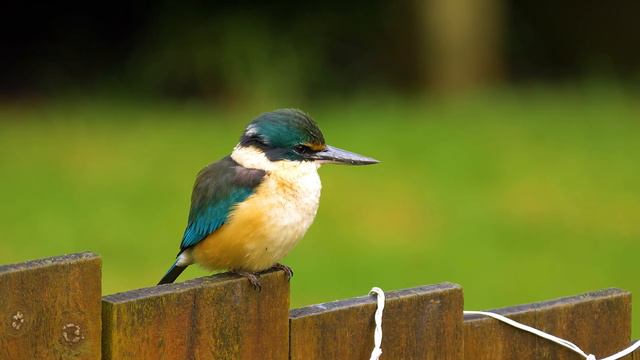 TOP 50 • The Most Amazing Animals 8K ULTRA HD