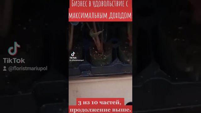 Как заниматься цветами в удовольствие и максимально успешно, полное видео в описании. смотреть онлайн