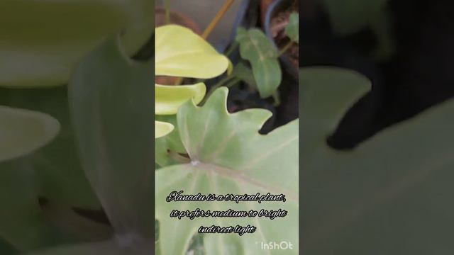 Philodendron Xanadu:indoor plant, air purifier, low maintenance #plant #shortvideo #shortsfeed смотреть онлайн