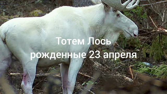 Тотем Лось рождённые 23 апреля смотреть онлайн