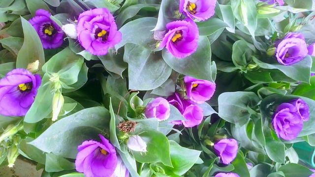 доброе утро всем 😁 בוקר טוב לכולם 🌞 good morning смотреть онлайн